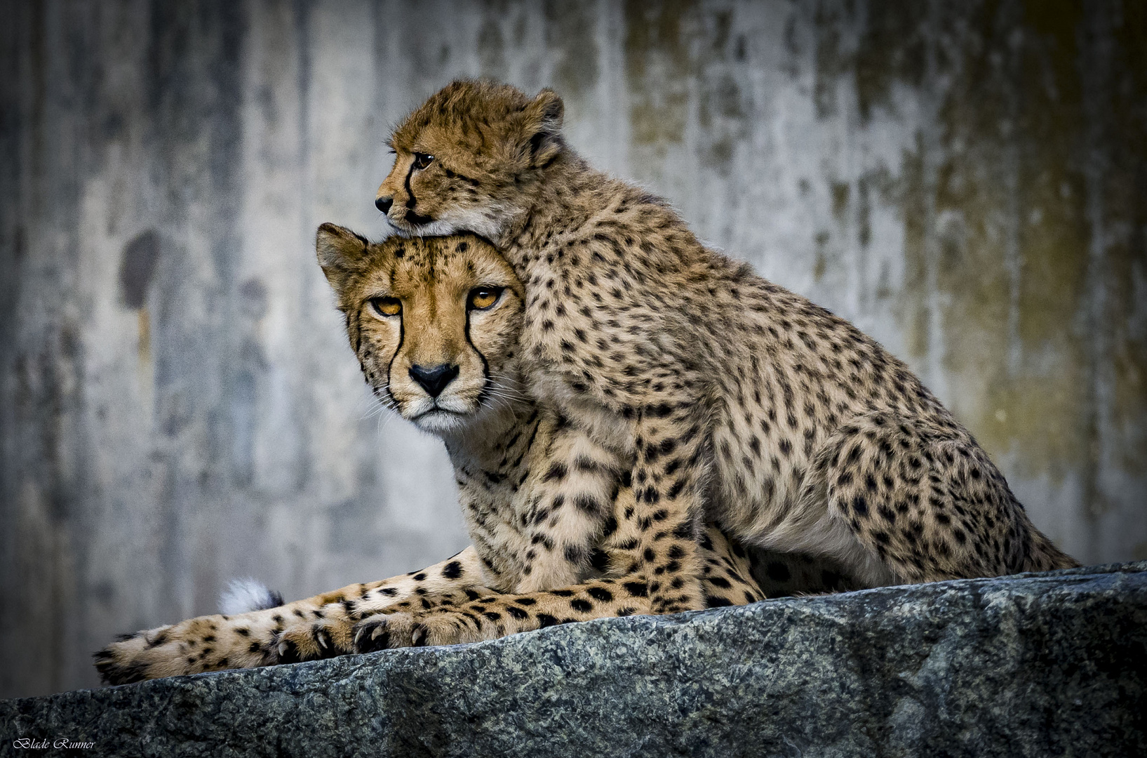 Mama bis die beste  ( Familie Gepard ) 