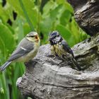 "Mama - bist Du das ?"