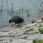 Mama Blässhuhn mit Kinder