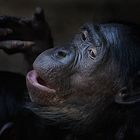 Mama Bonobo