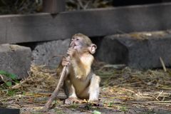 Mama? Bringst du beim nächsten Einkauf wieder von den kleinen Zahnstochern mit? Danke!