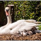 Mama brütet noch