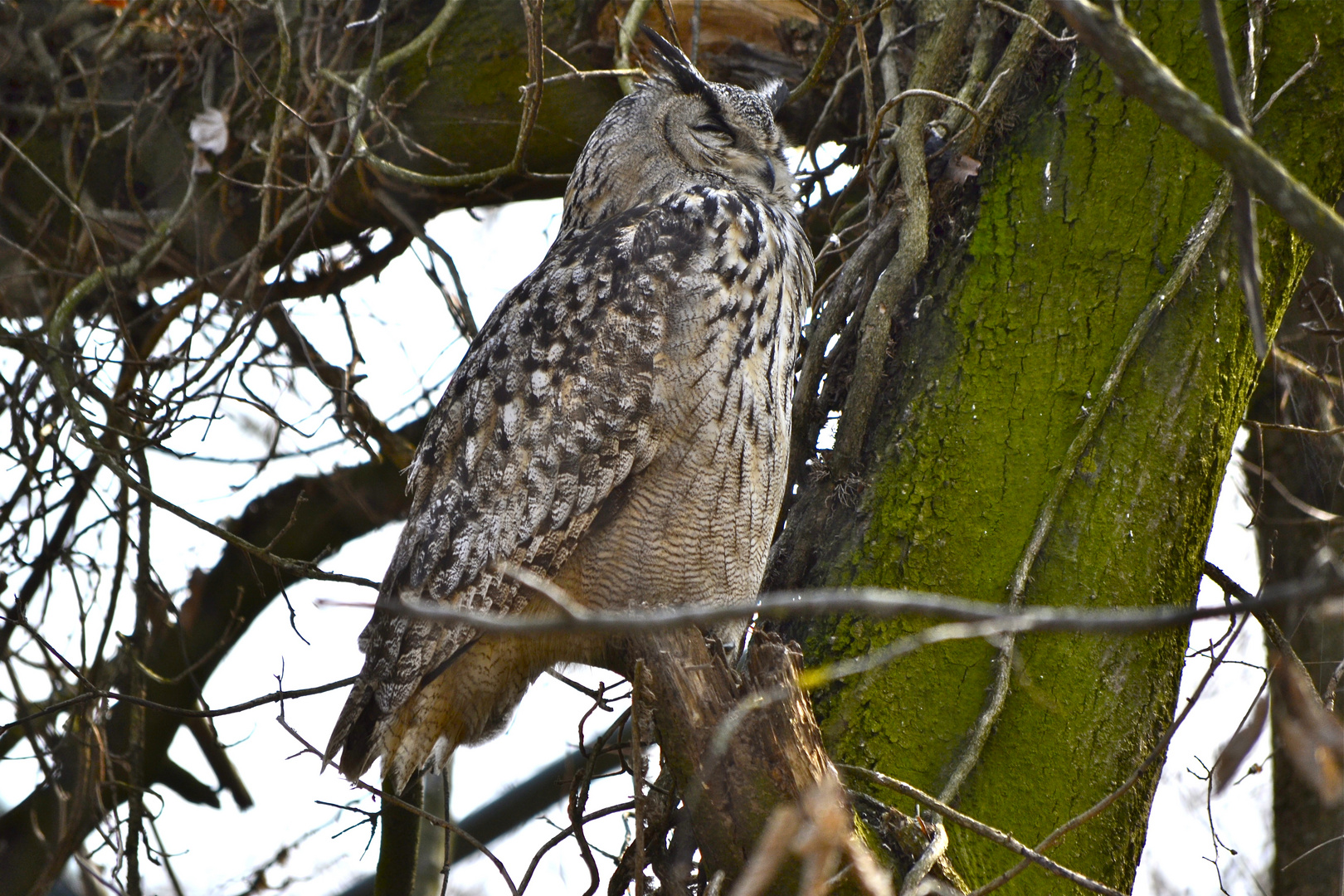 Mama brütet, Papa ruht sich aus:-)))