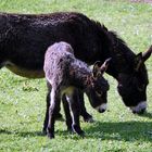 Mama burro y su bebe