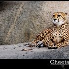 Mama Cheetah