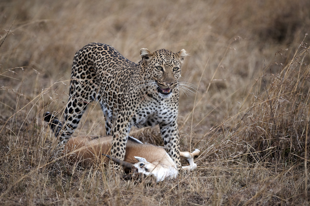 Mama Chui mit Grantgazelle