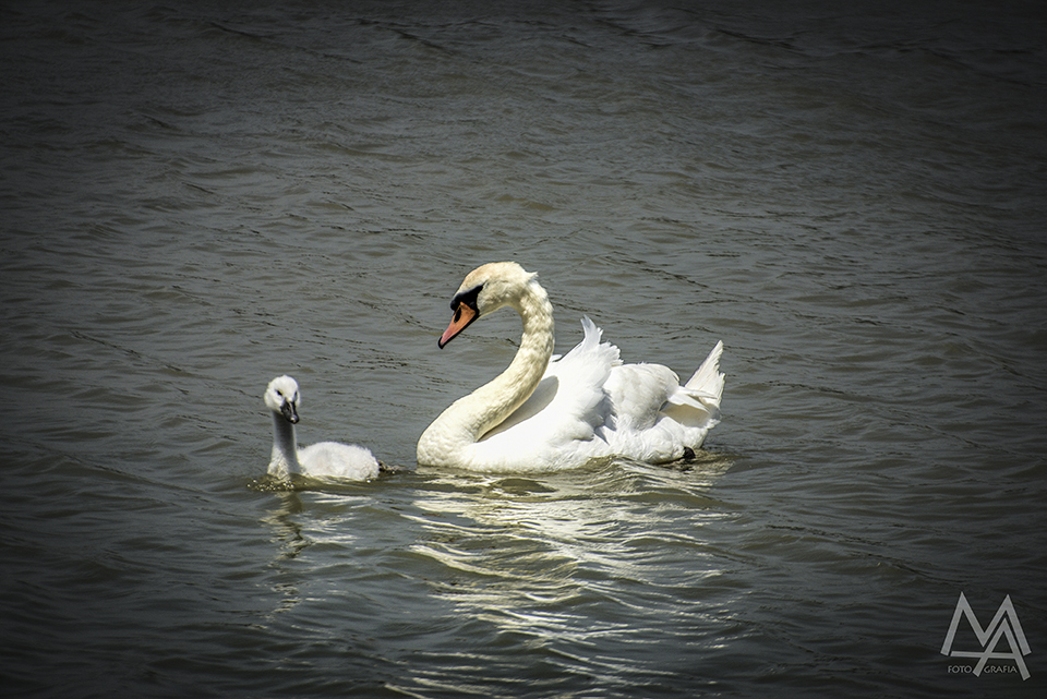 Mamá cisne.