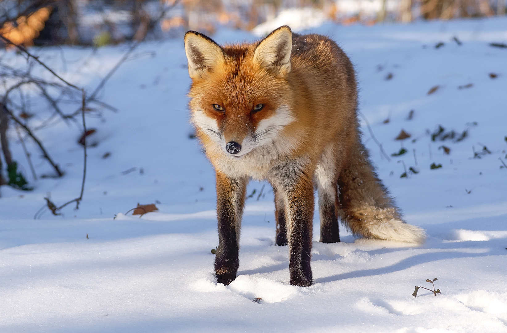 Mama, da hat jemand einen Fuchs in den Schnee gestellt ;)) Foto & Bild