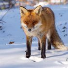 Mama, da hat jemand einen Fuchs in den Schnee gestellt ;))