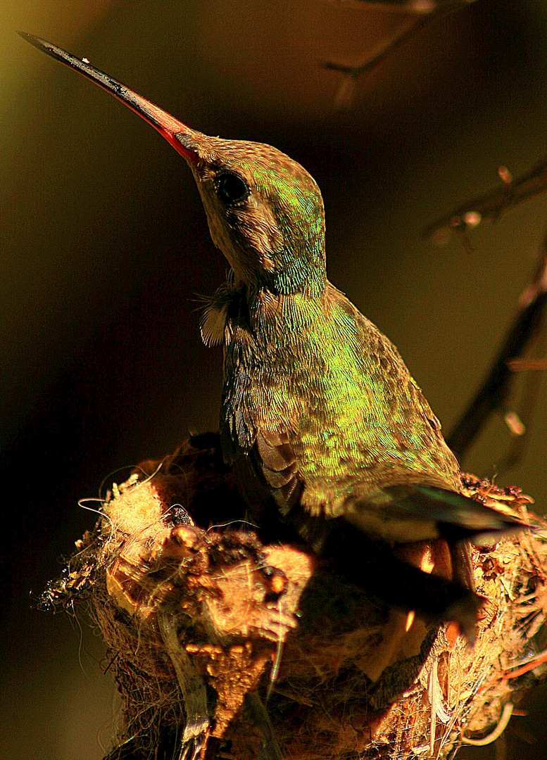 Mama....!!! de Colibri