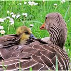 Mama, der Wind ist nicht nett ...