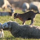 Mama, die olle Ziege ist auf MEINEM Trampolin! Mach mal was!