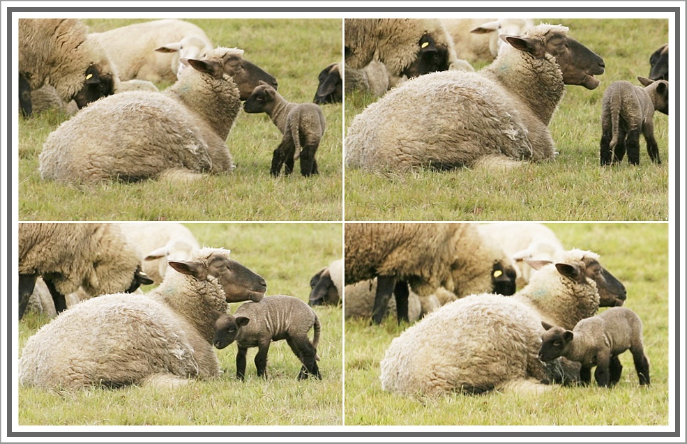 " Mama Du bist die Beste "