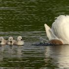 Mama ..du hast grad Roooobert überfahren..:)