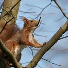 Mama Eichhörnchen baut ein Nest