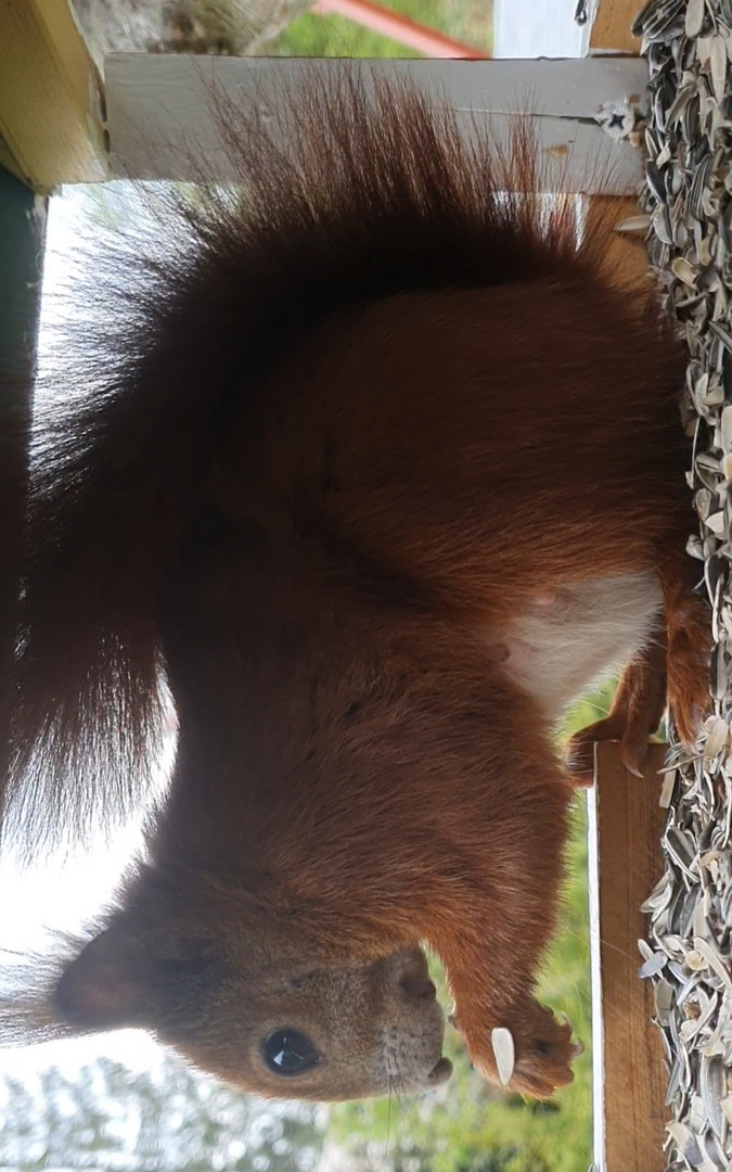 Mama Eichhörnchen schlägt sich den Bauch voll.