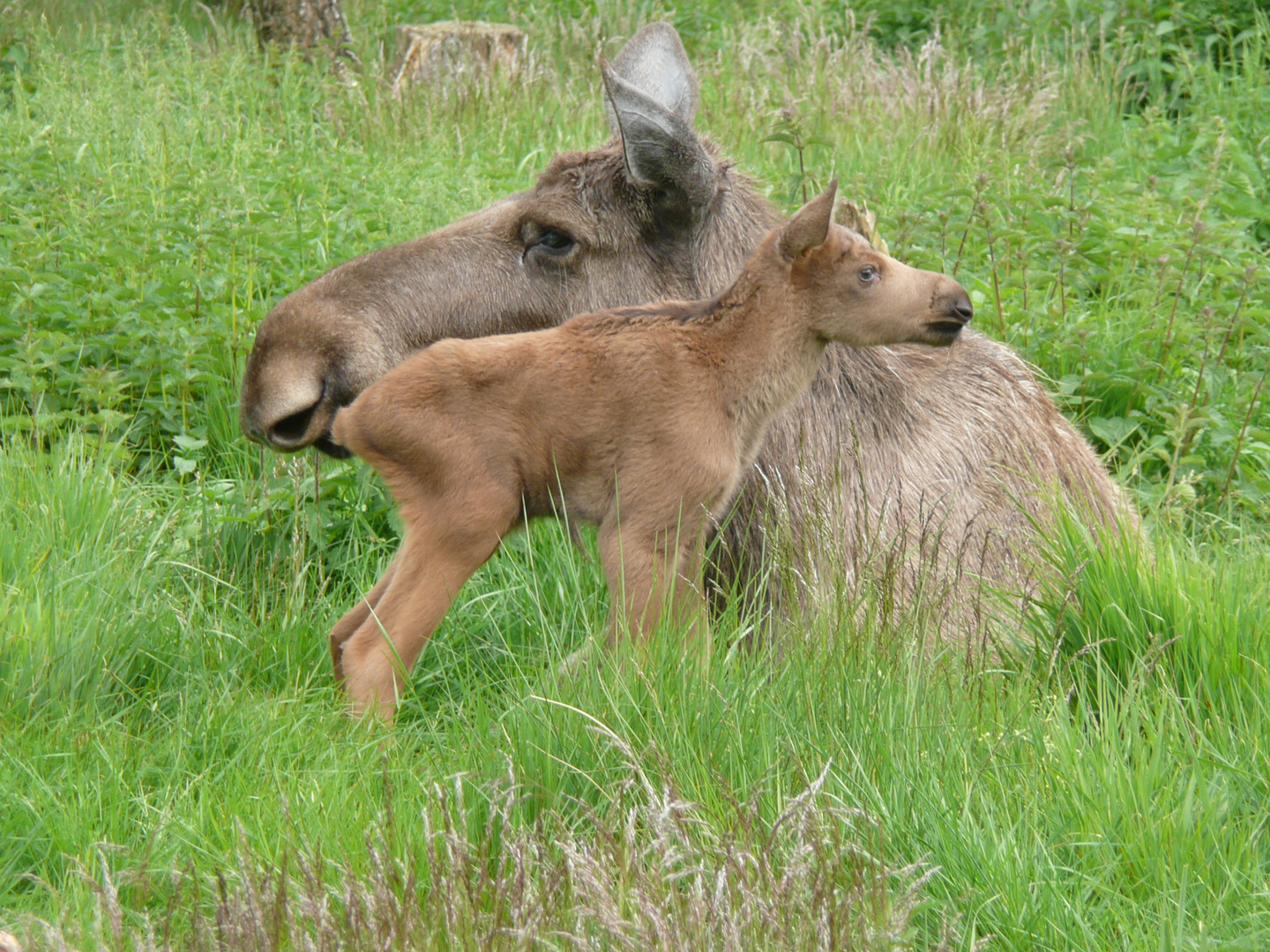 Mama Elch mit Baby Elch