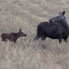 Mama Elch und Kalb