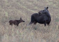 Mama Elch und Kalb