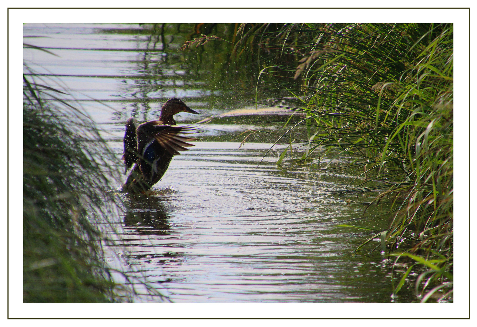  Mama Ente ...