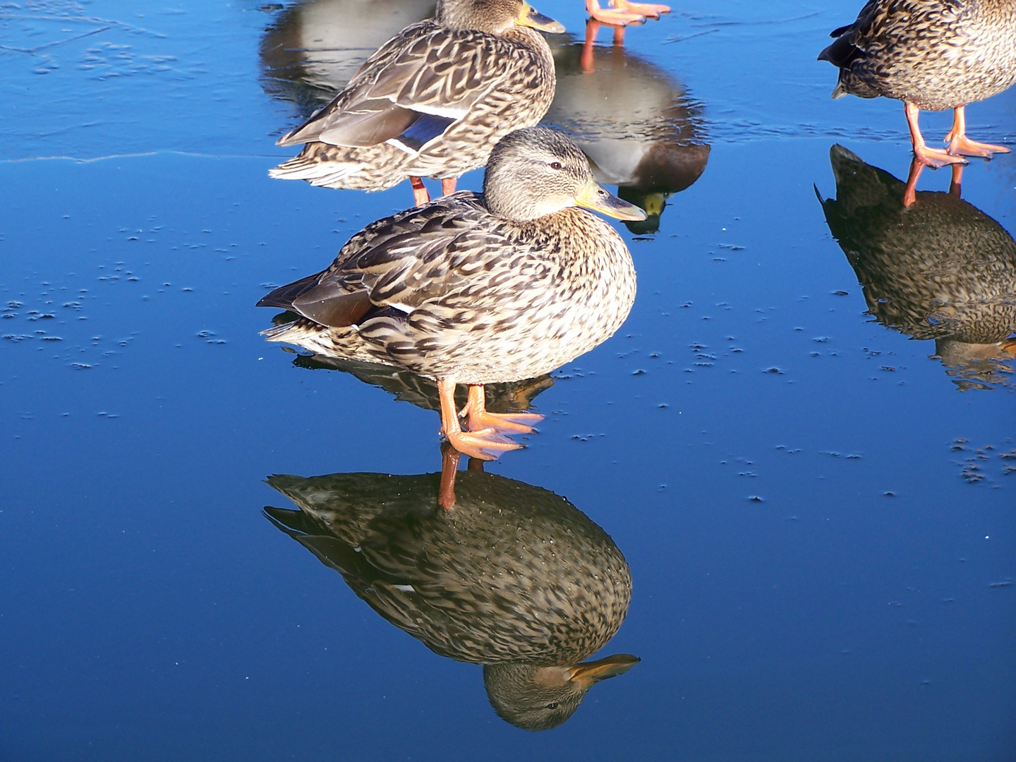 "Mama-Ente"