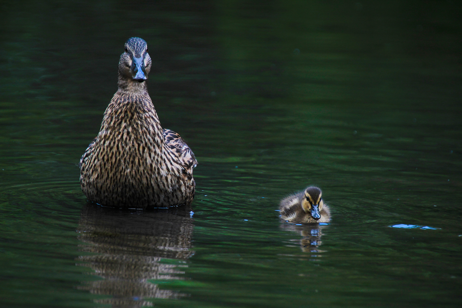 Mama Ente