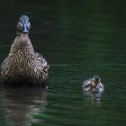 Mama Ente