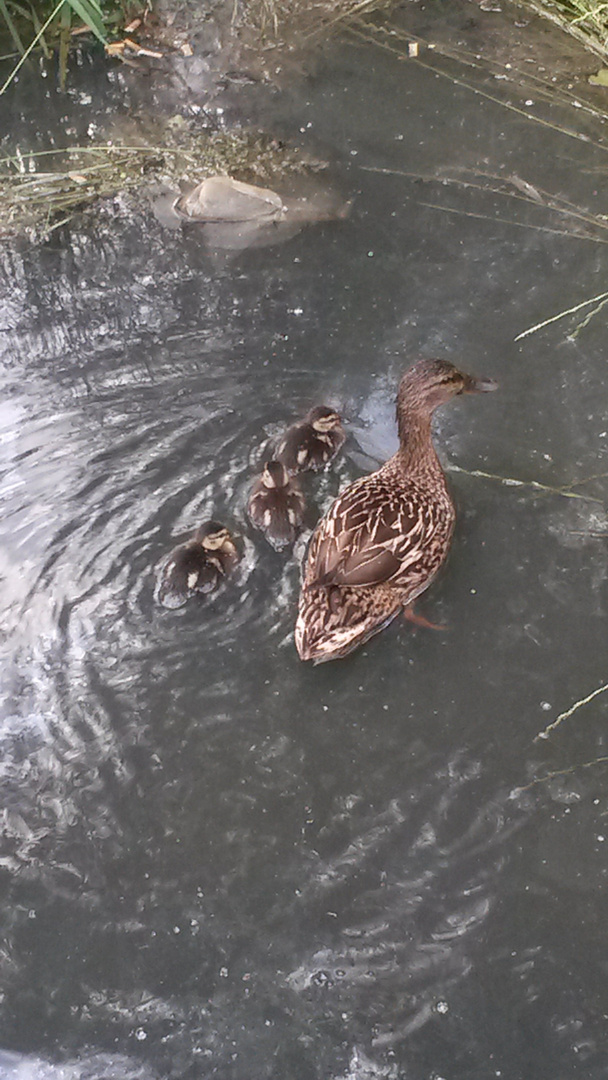 Mama Ente mit ihren 3 Kinder