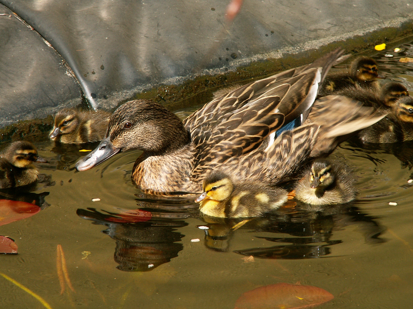 Mama Ente mit ihren Kleinen