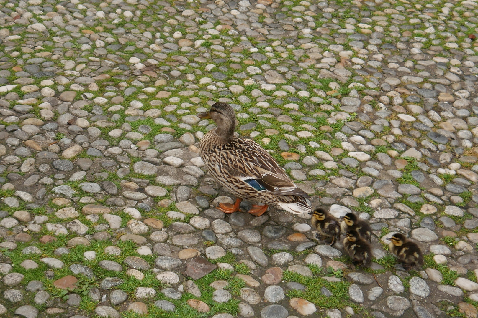 Mama Ente und Kinder gehen spazieren...