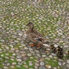 Mama Ente und Kinder gehen spazieren...