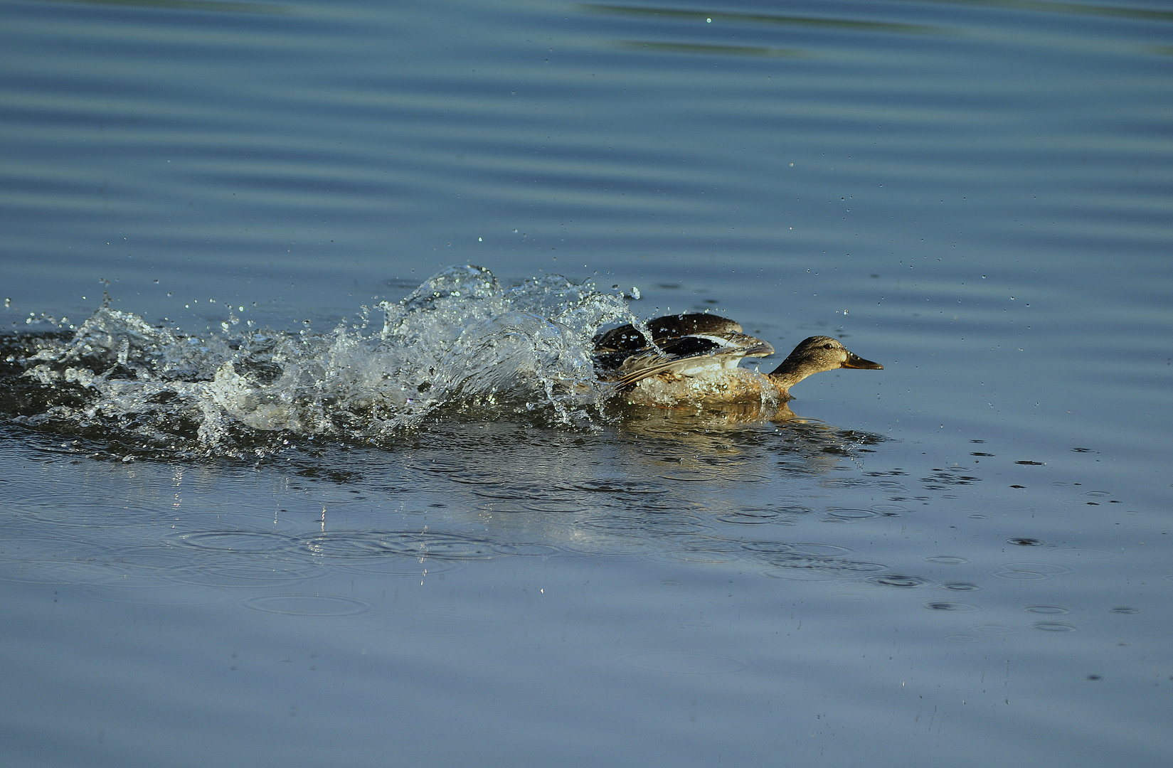 Mama-Ente verteidigt ihren Nachwuchs