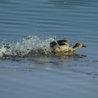 Mama-Ente verteidigt ihren Nachwuchs