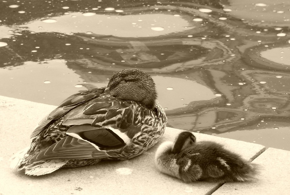 Mama-Ente wacht trotzdem.