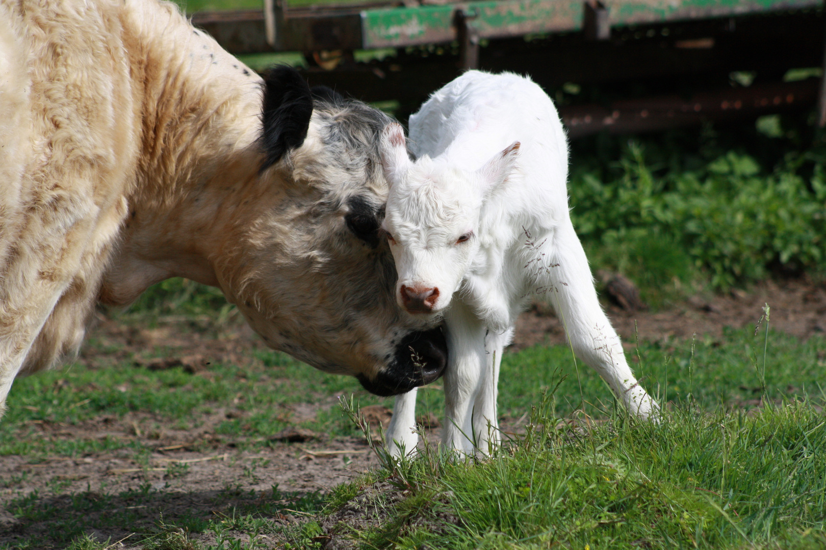 Mama fängt mich auf