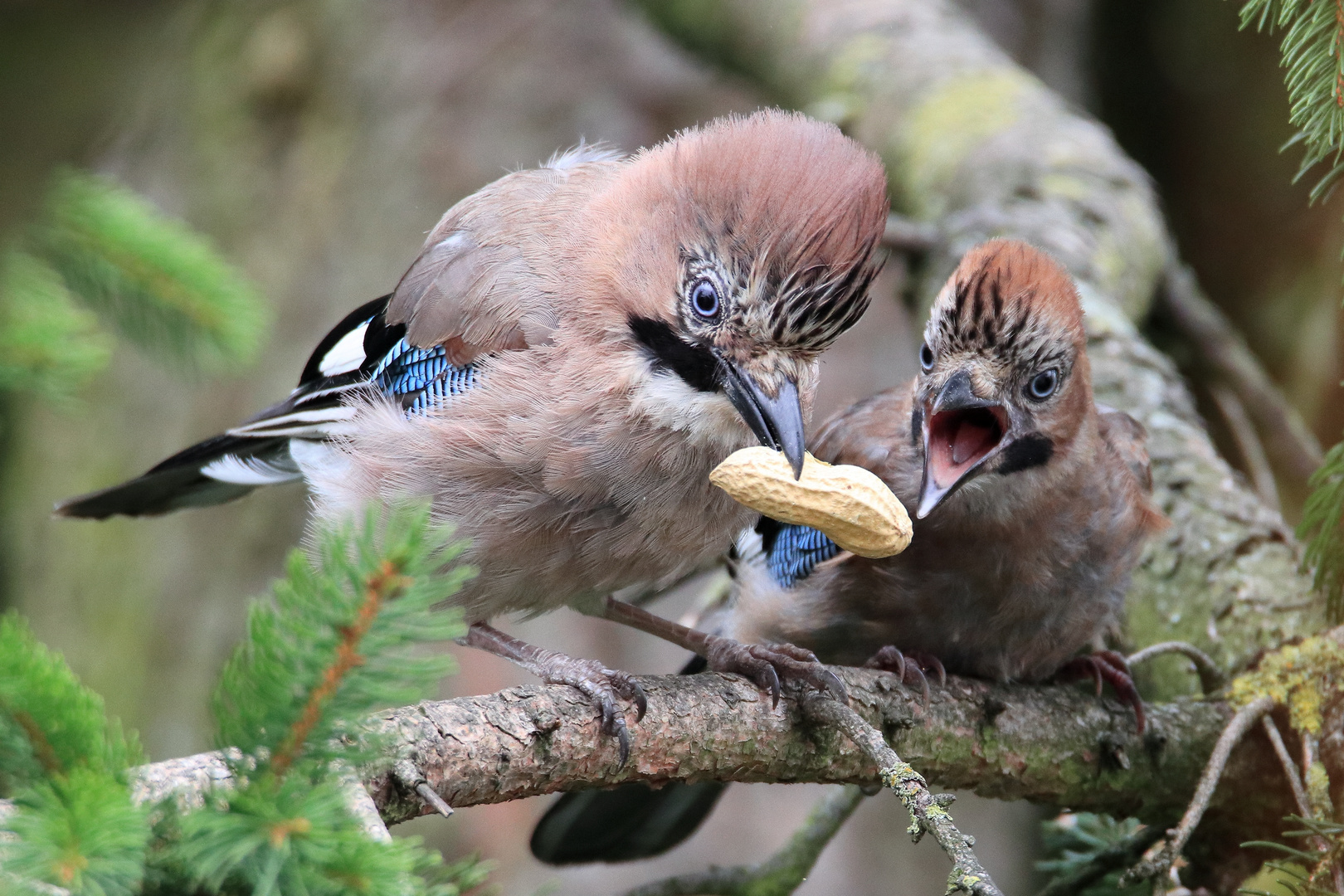 Mama füttert den Kleinen mit Hülsenfrüchten :-)