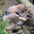 Mama füttert den Kleinen mit Hülsenfrüchten :-)