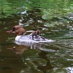 Mama Gänsesäger mit drei ihrer sechs Küken