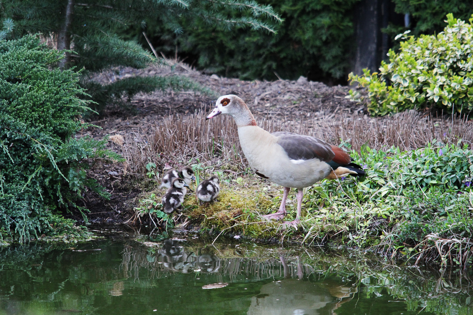 Mama Gans und ihre Kinder