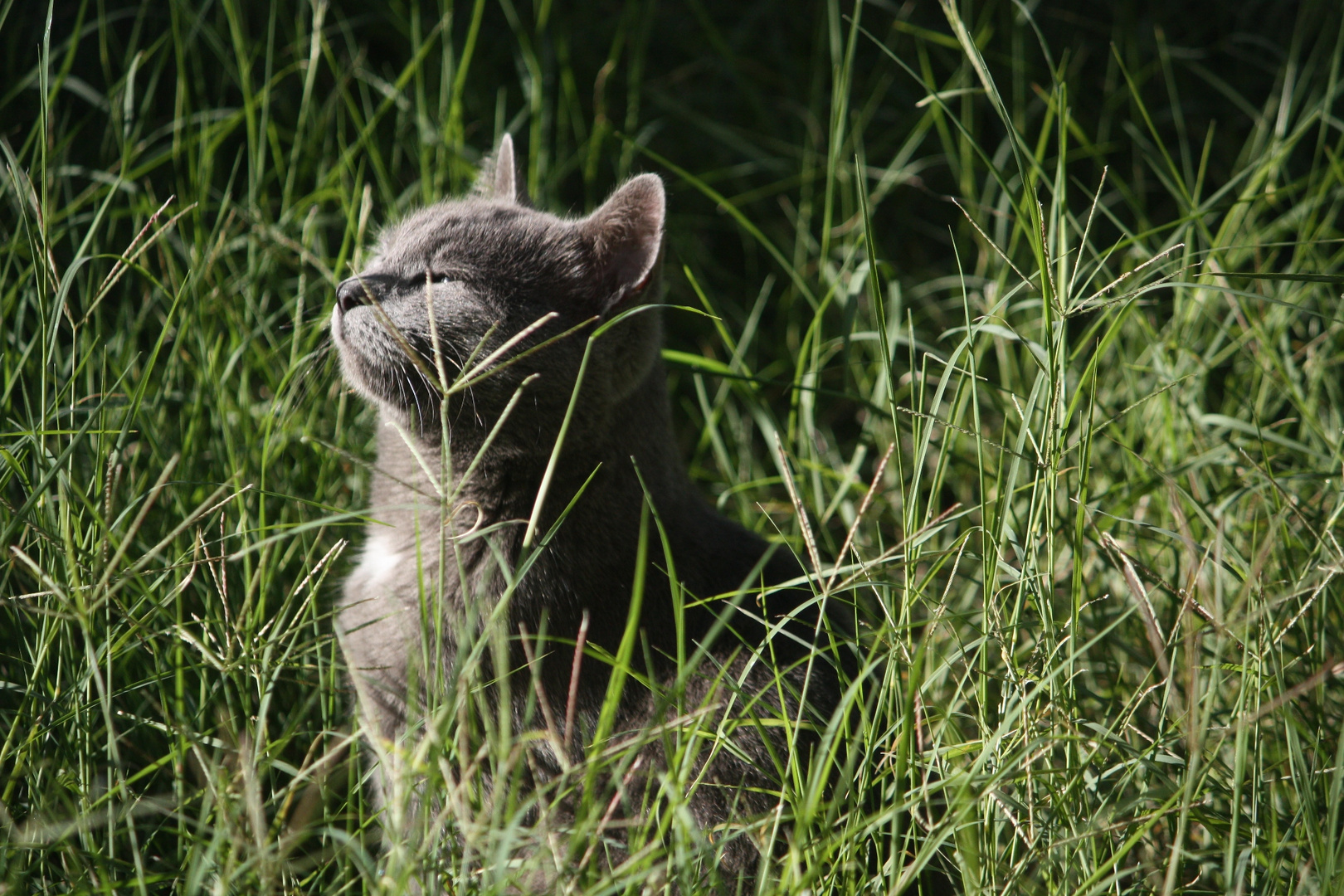 Mama gato al sol