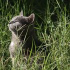 Mama gato al sol