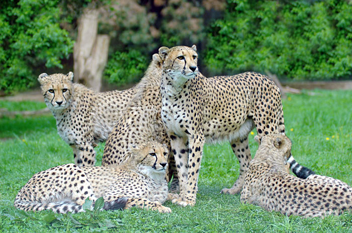 Mama Gepard mit Nachwuchs