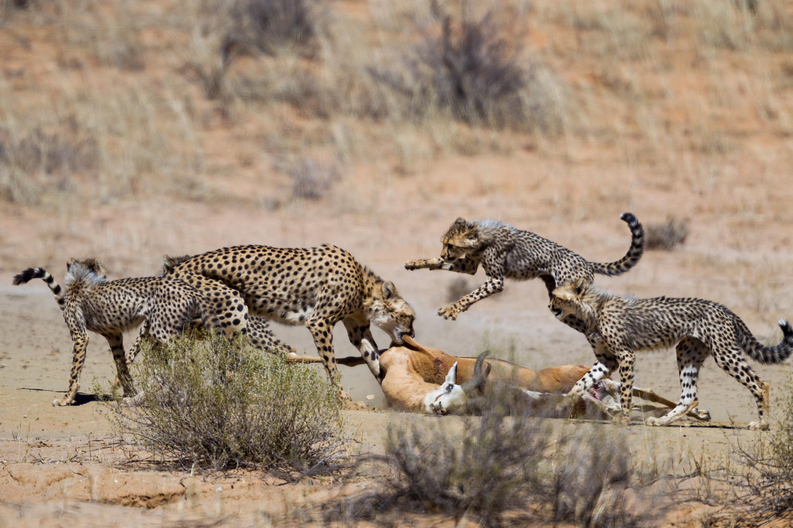 Mama Gepard verteilt Futter 