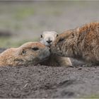 Mama gib Küsschen.....