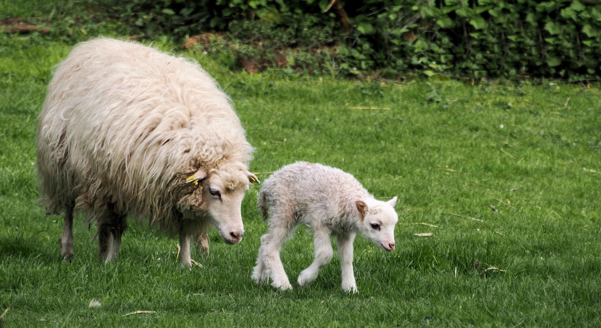 Mama gibt acht ….