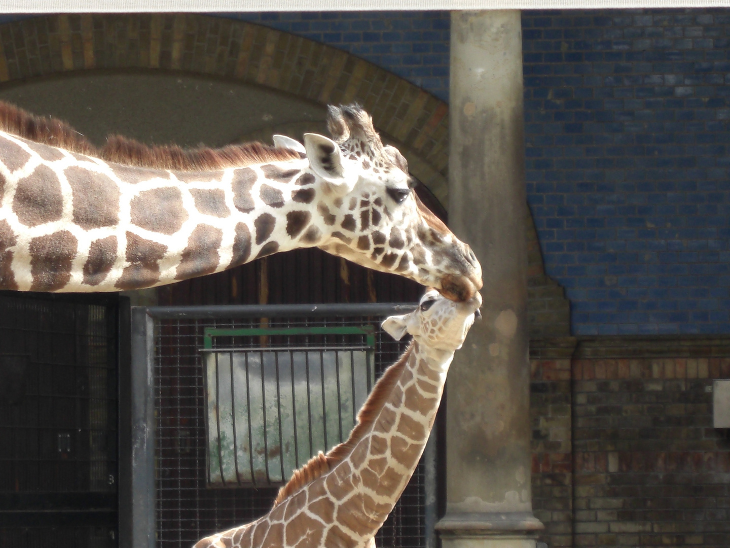 Mama Giraffe und Baby Giraffe Zoo Berlin