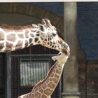 Mama Giraffe und Baby Giraffe Zoo Berlin