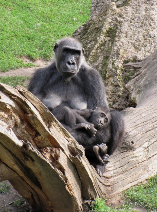 Mama Gorilla mit Baby