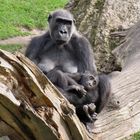Mama Gorilla mit Baby