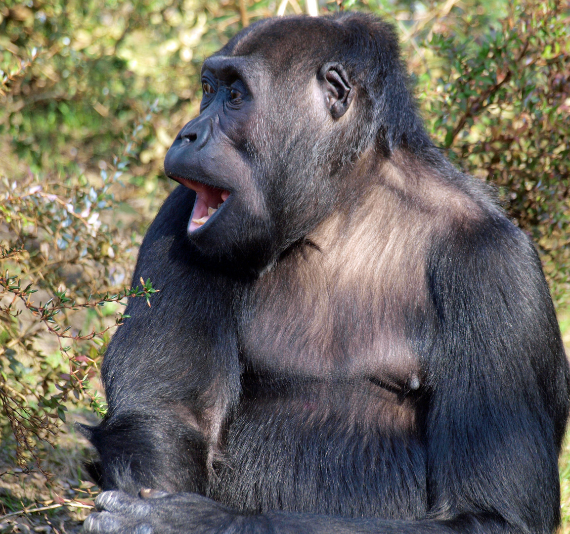 Mama Gorilla ruft ihre Kinder